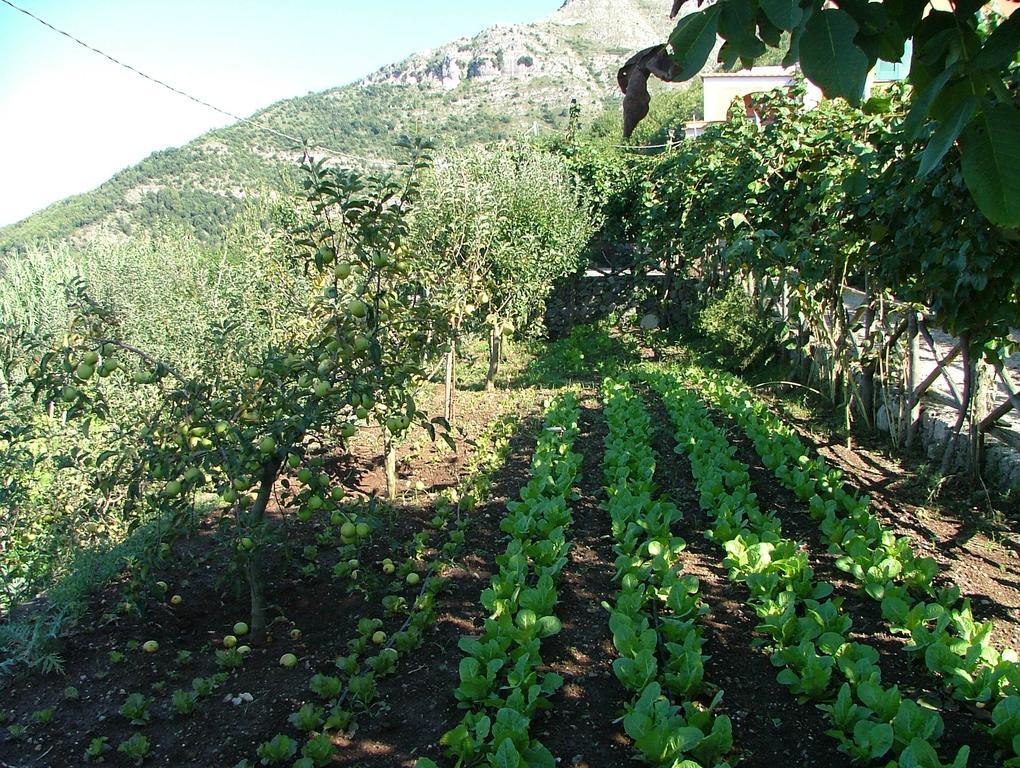 Agriturismo La Ginestra Villa Vico Equense Exterior foto